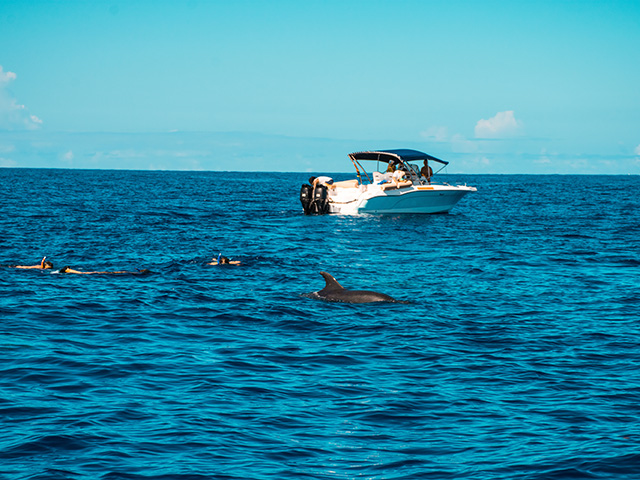 Nagez avec les dauphins